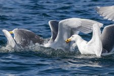B04GlaucousWingedGullWSandLance6220.jpg B04GlaucousWingedGullWSandLance6220.jpg
