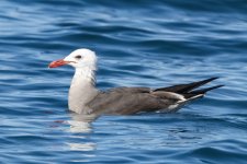 B05HerrmannsGull6107.jpg B05HerrmannsGull6107.jpg