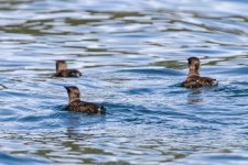 B06MarbledMurrelets6265.jpg