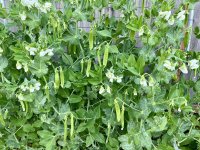 IMG_3212.jpeg