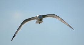 DSC01115 r.jpg