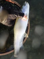 IMG_8156.jpeg IMG_8156.jpeg