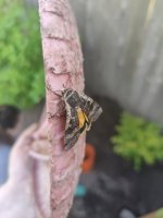 IMG20240608195821.jpg