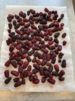 IMG_4155.jpeg