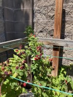 IMG_4152.jpeg