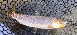 IMG_5295.jpeg