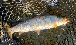 IMG_5293.jpeg