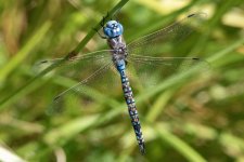 BlackTippedDarner6495.jpg BlackTippedDarner6495.jpg