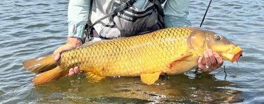 Big Carp.jpg