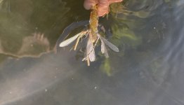 IMG_5476.jpeg