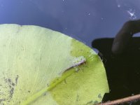 IMG_5450.jpeg