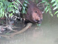 beaver.JPG