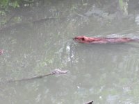beaver1.JPG