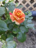 IMG20240514192330.jpg