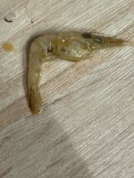 IMG_2825.jpeg