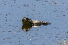 A01Bullfrog6552.jpg A01Bullfrog6552.jpg