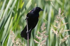 A02RedWingedBlackbirdMale6524.jpg A02RedWingedBlackbirdMale6524.jpg
