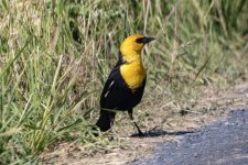 A03YellowHeadedBlackbirdMale6397.jpg A03YellowHeadedBlackbirdMale6397.jpg