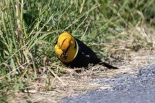 A04YellowHeadedBlackbirdWBlackAnt6408.jpg A04YellowHeadedBlackbirdWBlackAnt6408.jpg