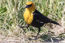 A06YellowheadedCowbirdMaleWDamselfly6439.jpg A06YellowheadedCowbirdMaleWDamselfly6439.jpg