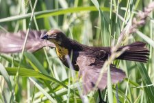A07YellowheadedBlackbirdFemaleWDamsefly6442.jpg A07YellowheadedBlackbirdFemaleWDamsefly6442.jpg