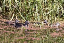 A09WoodDuckHen&Ducklings6377.jpg A09WoodDuckHen&Ducklings6377.jpg