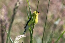 A11LesserGoldfinchMale6483.jpg