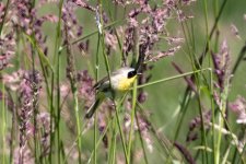 A12CommonYellowthroat6499.jpg A12CommonYellowthroat6499.jpg