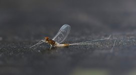 013-Mayfly-061224-v2.jpg