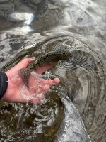 IMG_0917.jpeg