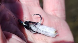20240613_mopfly.jpg