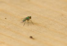 009-Fly-061624.jpg