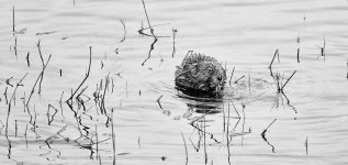 013-Muskrat-061424-bv&w.jpg