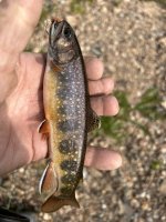 IMG_2049.jpeg