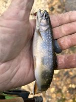 IMG_2045.jpeg