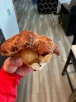 Boletus.jpg