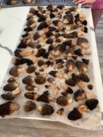 Morels.jpg