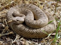 Rattlesnake 1.jpg Rattlesnake 1.jpg