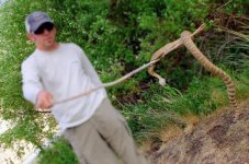 Randy rattlesnake DB~2.jpg Randy rattlesnake DB~2.jpg