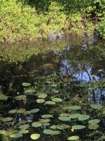 IMG_7588.jpeg