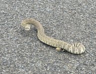 snek.jpg