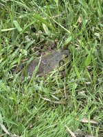 IMG_4016.jpeg
