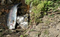 gartereatingtrout3.jpg