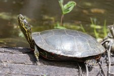 C01PaintedTurtleBasking5848.jpg C01PaintedTurtleBasking5848.jpg
