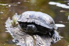 C00WesternPondTurtle5842.jpg C00WesternPondTurtle5842.jpg