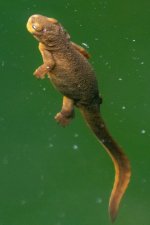 C02aRoughSkinnedNewt5872.jpg C02aRoughSkinnedNewt5872.jpg