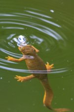 C02bRoughSkinnedNewt5873.jpg C02bRoughSkinnedNewt5873.jpg