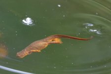 C03cRoughSkinnedNewt5875.jpg C03cRoughSkinnedNewt5875.jpg