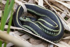 C03PugetSoundGarterSnake5798.jpg C03PugetSoundGarterSnake5798.jpg