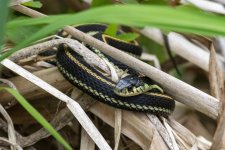 C04GarterSnake5809.jpg C04GarterSnake5809.jpg